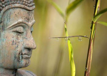 7 Plant-Based Foods for Ultimate Wellness Boost