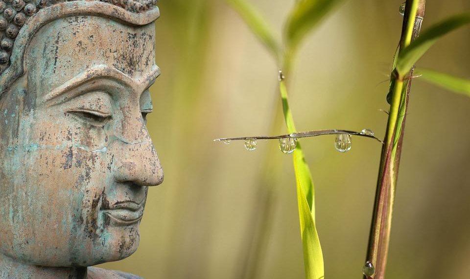 7 Plant-Based Foods for Ultimate Wellness Boost