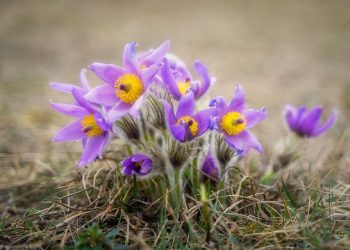 7 Powerful Foods to Naturally Lower Blood Sugar Today