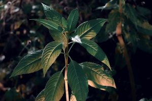 7 Powerful Herbs That Ignite Your Fat-Burning Potential