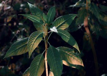 7 Powerful Herbs That Ignite Your Fat-Burning Potential