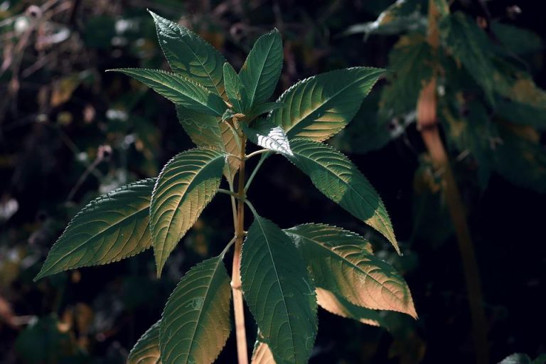 7 Powerful Herbs That Ignite Your Fat-Burning Potential