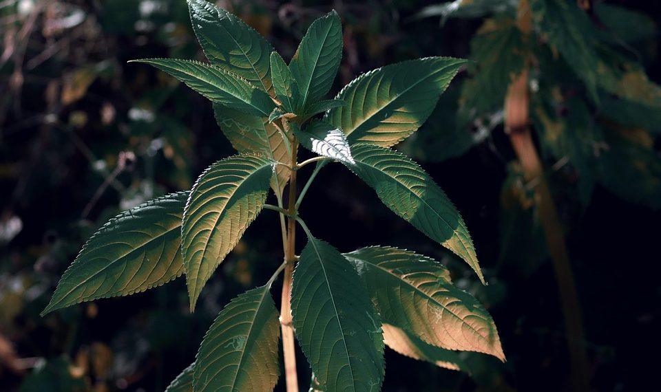 7 Powerful Herbs That Ignite Your Fat-Burning Potential