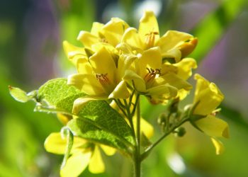 7 Powerful Herbs to Boost Your Immune System Now