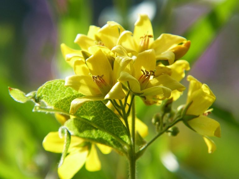 7 Powerful Herbs to Boost Your Immune System Now