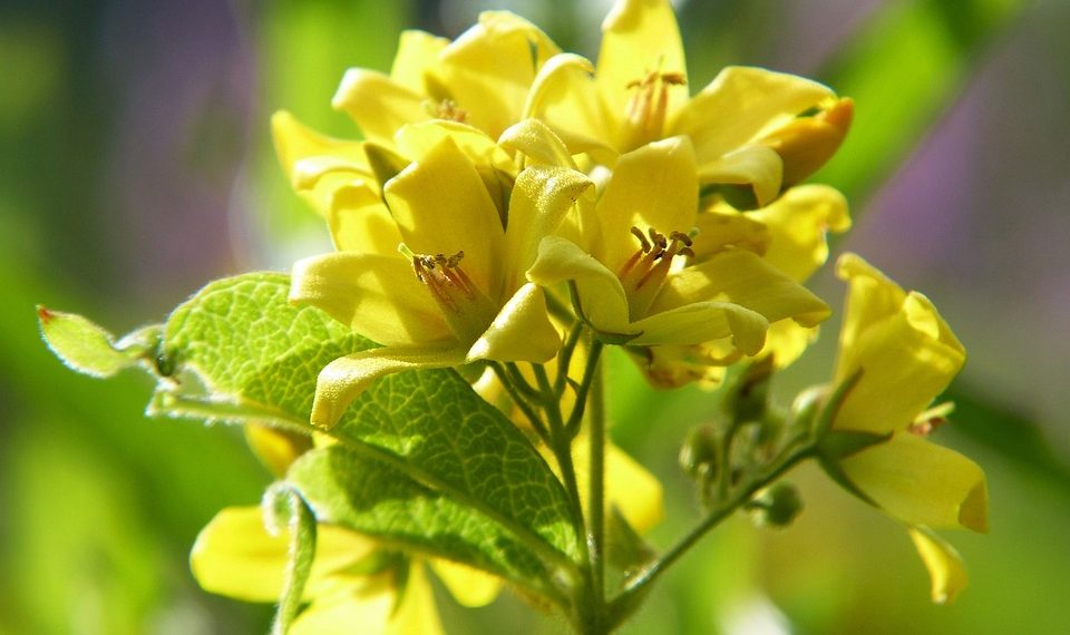 7 Powerful Herbs to Boost Your Immune System Now