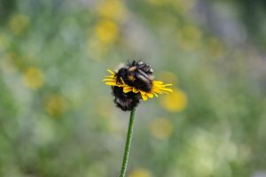 7 Powerful Herbs to Enhance Your Sleep Quality Tonight