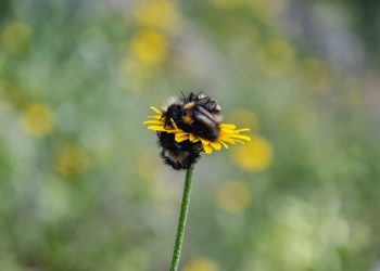 7 Powerful Herbs to Enhance Your Sleep Quality Tonight