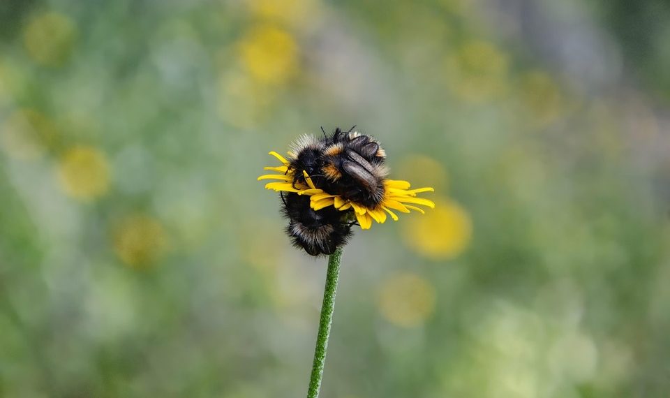 7 Powerful Herbs to Enhance Your Sleep Quality Tonight