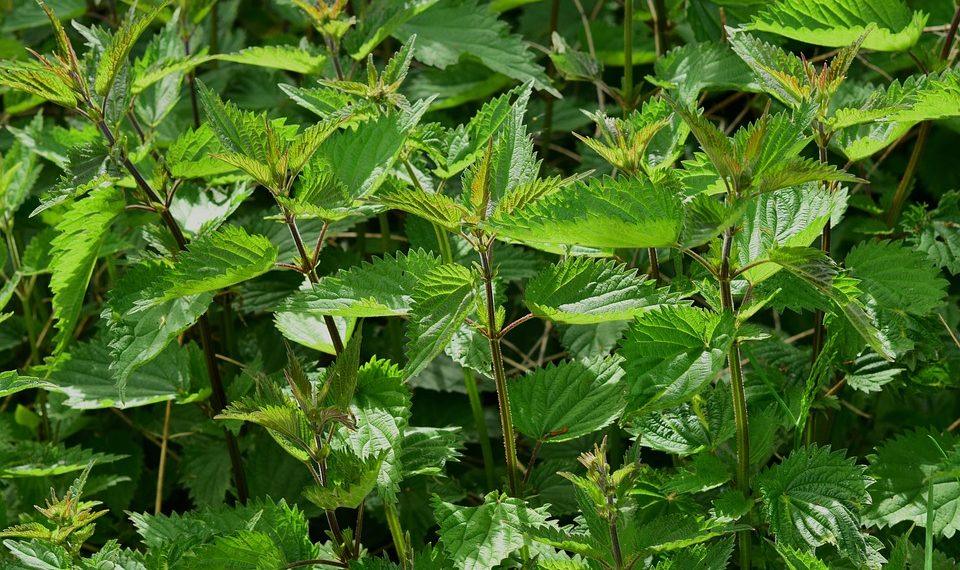7 Powerful Herbs to Fight Inflammation Naturally