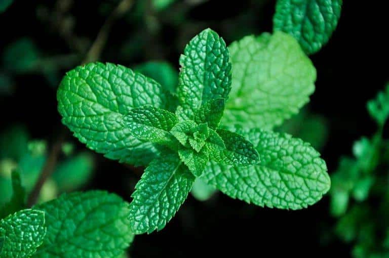7 Powerful Herbs to Naturally Beat Stress Today