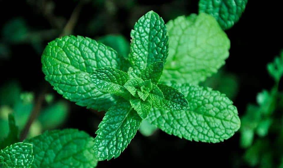 7 Powerful Herbs to Naturally Beat Stress Today