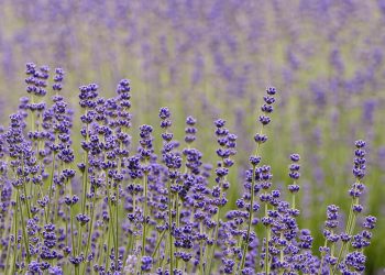 7 Powerful Metabolism Booster Herbs You Need to Try Now