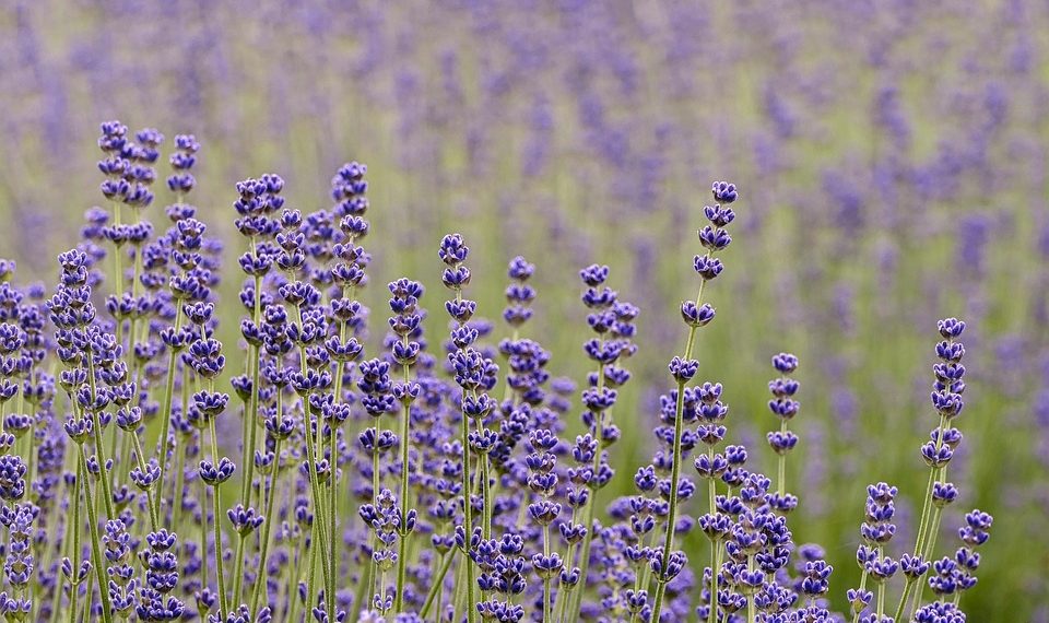 7 Powerful Metabolism Booster Herbs You Need to Try Now