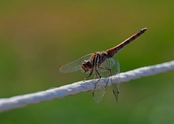 7 Powerful Natural Remedies for Menopause Relief