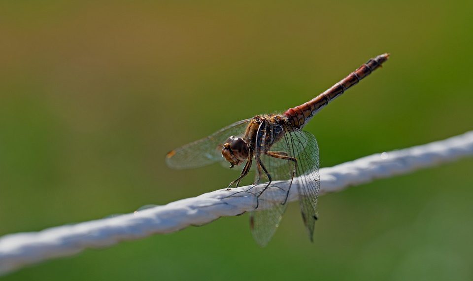 7 Powerful Natural Remedies for Menopause Relief