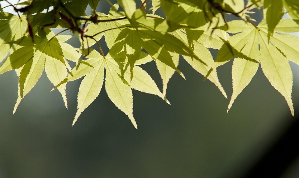 7 Powerful Steps to Start Your Emotional Healing Journey