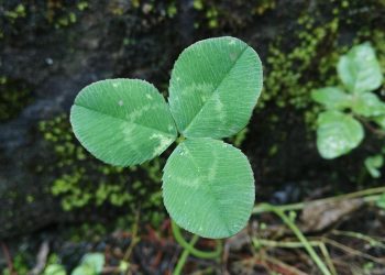 7 Powerful Teas to Burn Stubborn Fat Fast!