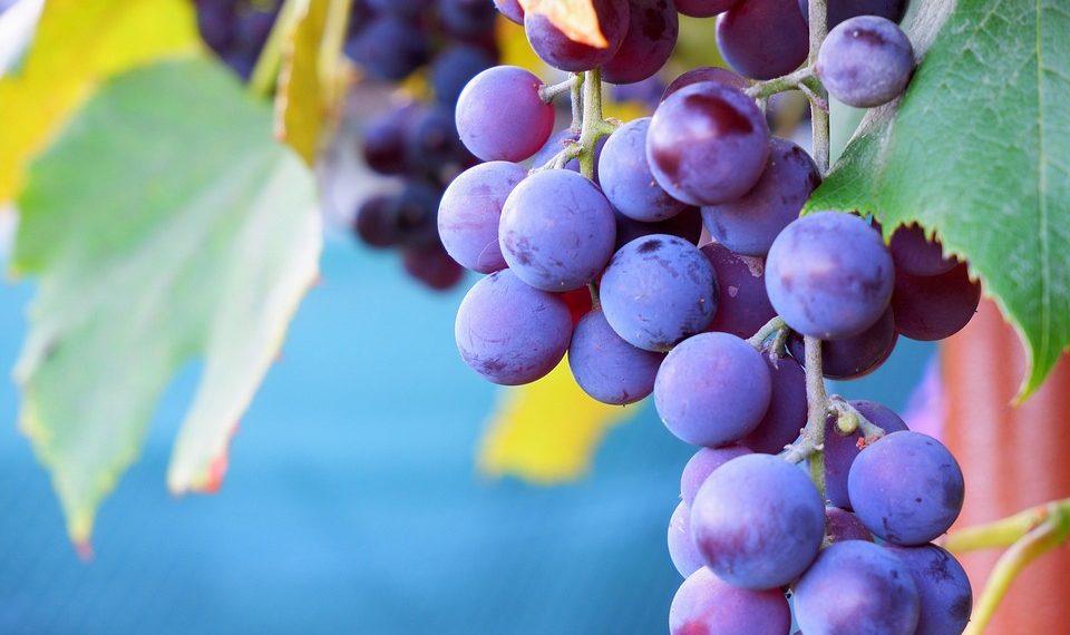 7 Proven Ways to Boost Your NAD Levels Naturally