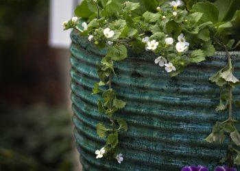 7 Reasons Bacopa Monnieri Boosts Your Memory Fast