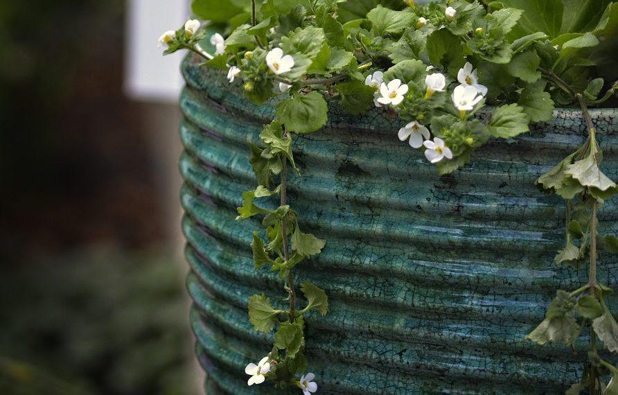 7 Reasons Bacopa Monnieri Boosts Your Memory Fast