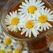 7 Reasons Chamomile Tea Guarantees Better Sleep Tonight