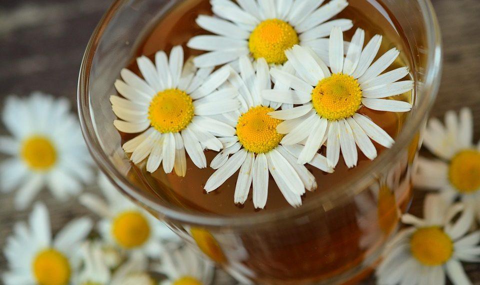 7 Reasons Chamomile Tea Guarantees Better Sleep Tonight