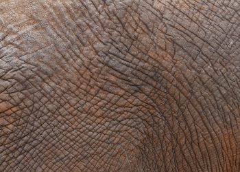 7 Reasons Collagen for Skin Is Your Secret Weapon