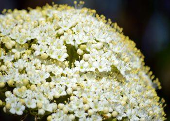 7 Reasons Elderberry Boosts Your Immune System Fast