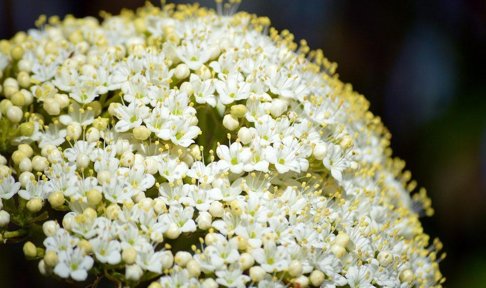 7 Reasons Elderberry Boosts Your Immune System Fast