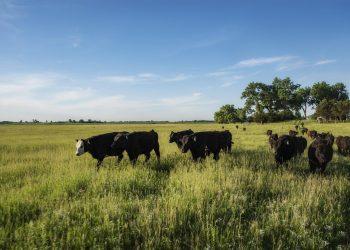 7 Reasons Grass-Fed Collagen Should Be in Your Diet Now