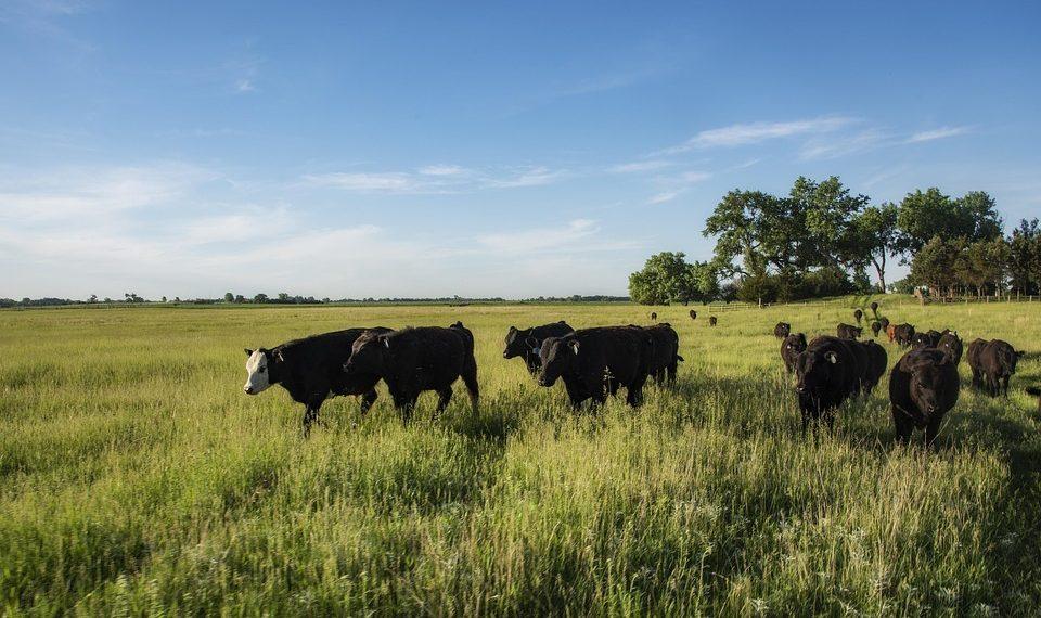 7 Reasons Grass-Fed Collagen Should Be in Your Diet Now