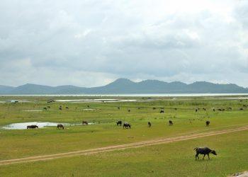 7 Reasons Grass-Fed Collagen Transforms Your Skin