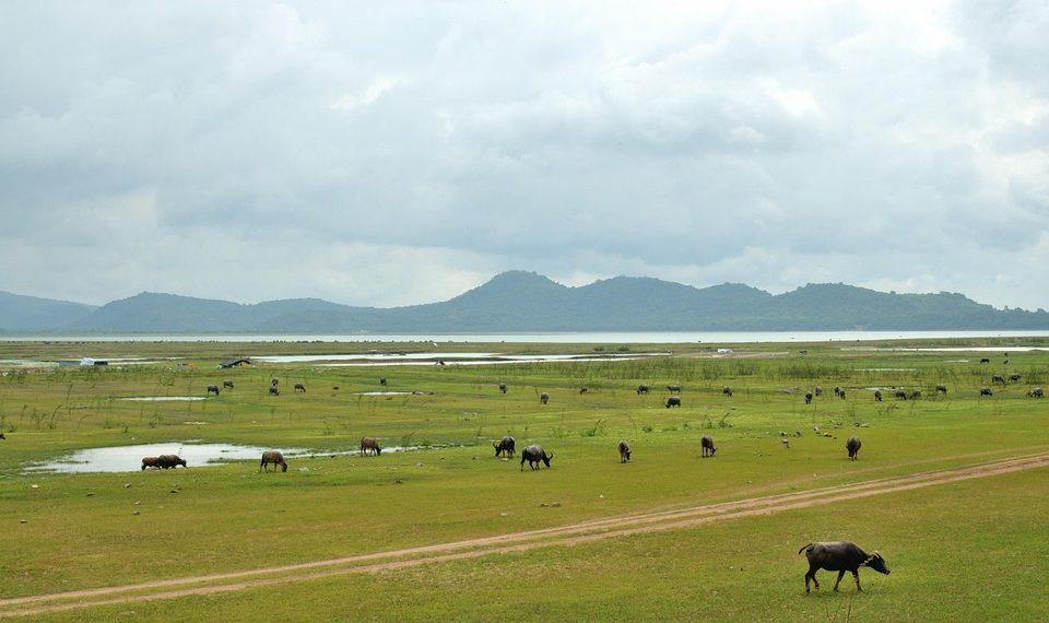 7 Reasons Grass-Fed Collagen Transforms Your Skin