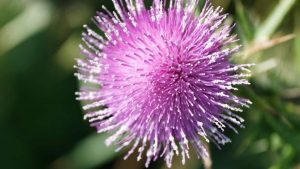 7 Reasons Milk Thistle is Your Liver's Best Friend