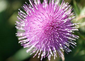 7 Reasons Milk Thistle is Your Liver's Best Friend