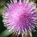 7 Reasons Milk Thistle is Your Liver's Best Friend