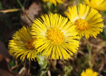 7 Reasons Moringa Appetite Suppressant Works Wonders