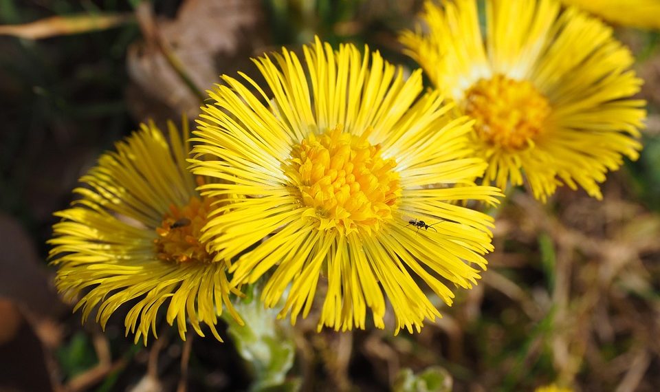 7 Reasons Moringa Appetite Suppressant Works Wonders