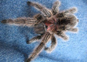 7 Reasons Rhodiola Rosea Beats Fatigue Naturally