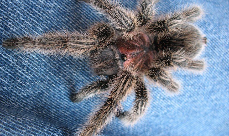 7 Reasons Rhodiola Rosea Beats Fatigue Naturally