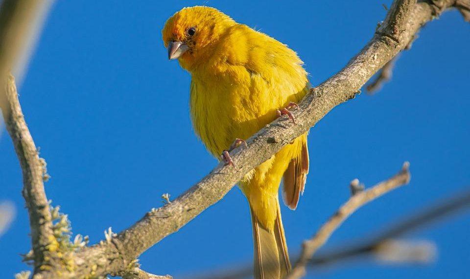 7 Reasons Saffron Boosts Your Mood Instantly