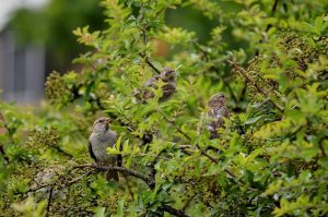 7 Reasons to Add Elderberry to Your Immune Arsenal