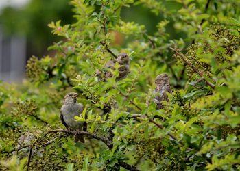 7 Reasons to Add Elderberry to Your Immune Arsenal