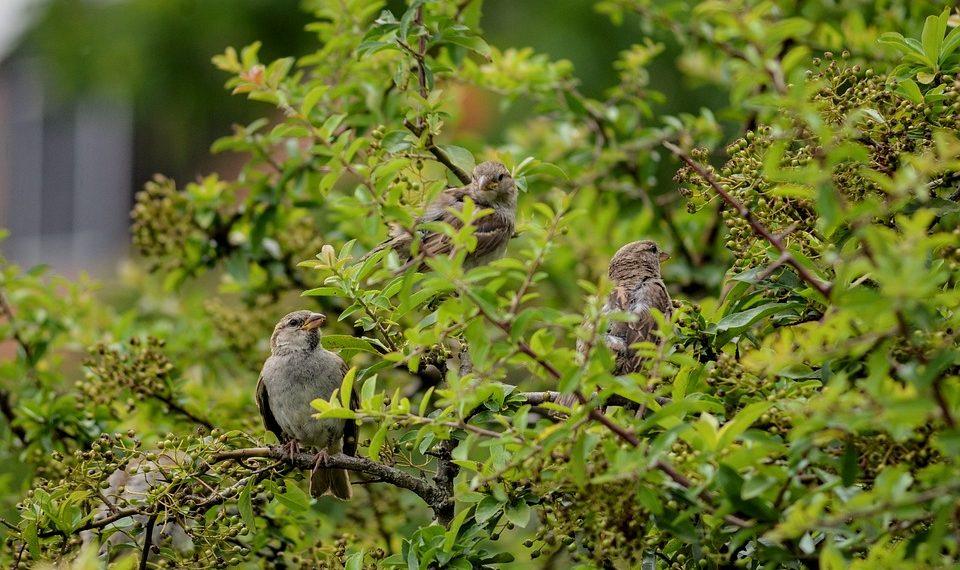 7 Reasons to Add Elderberry to Your Immune Arsenal