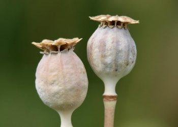 7 Reasons to Try BHB Capsules for Better Energy Today