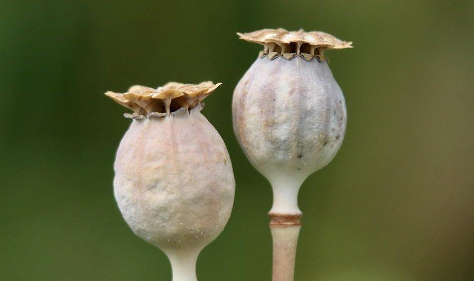 7 Reasons to Try BHB Capsules for Better Energy Today