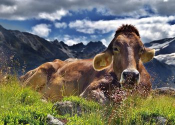 7 Secrets of the Deep Rest Formula for Ultimate Relaxation