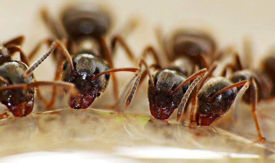 7 Secrets to Boost Your Nutrient Absorption Today