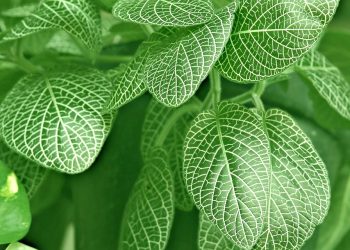 7 Secrets to Calm Your Bladder Nerves Naturally